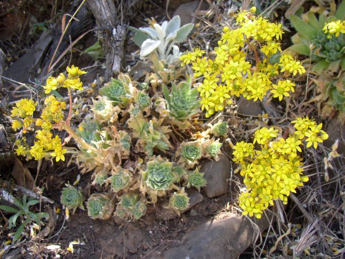 Aeonium simsii