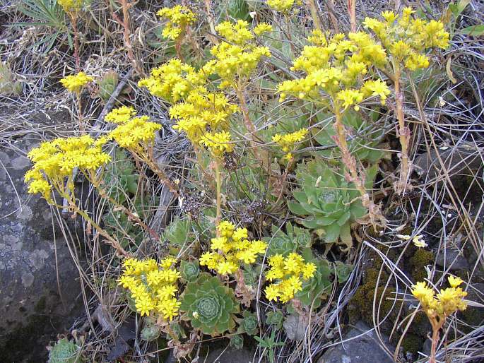 Aeonium simsii