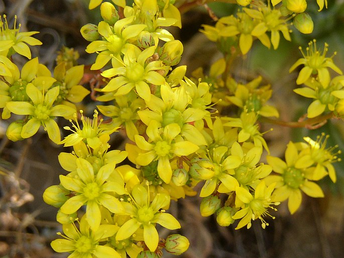 Aeonium simsii