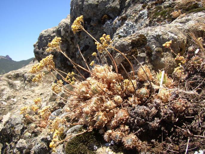 Aeonium simsii