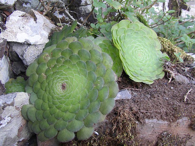 AEONIUM TABULIFORME (Haw.) Webb et Berthel.