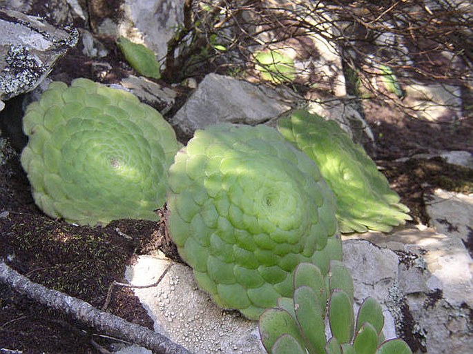 Aeonium tabuliforme