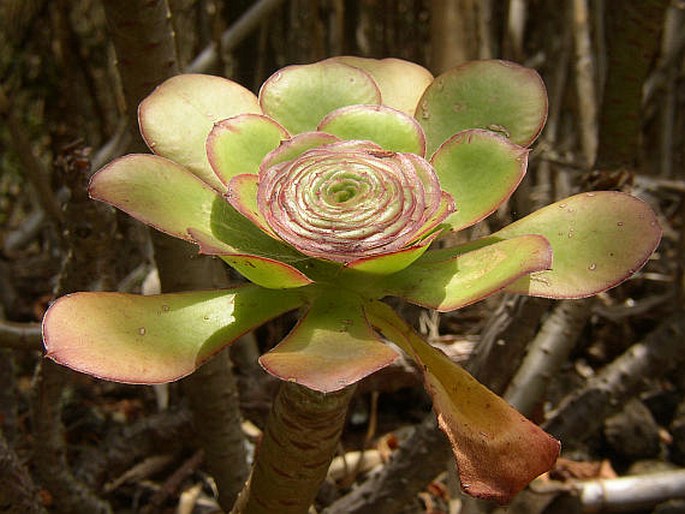 Aeonium undulatum