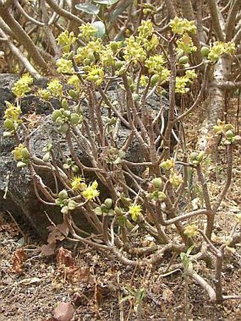 Aeonium viscatum