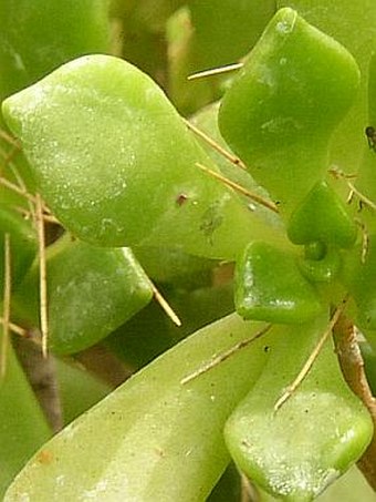 Aeonium viscatum