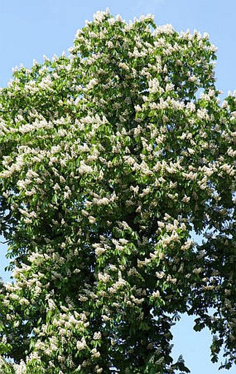 Aesculus hippocastanum