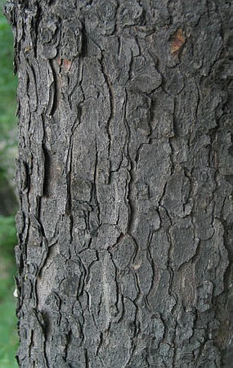 Aesculus hippocastanum