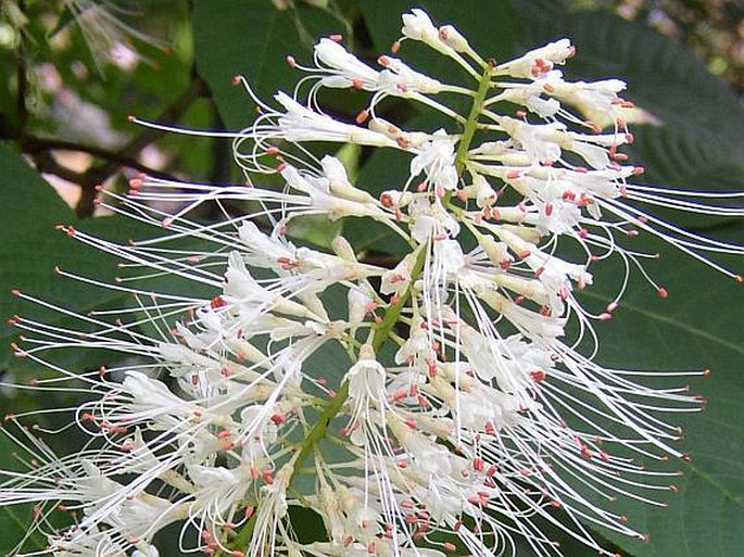 Aesculus parviflora