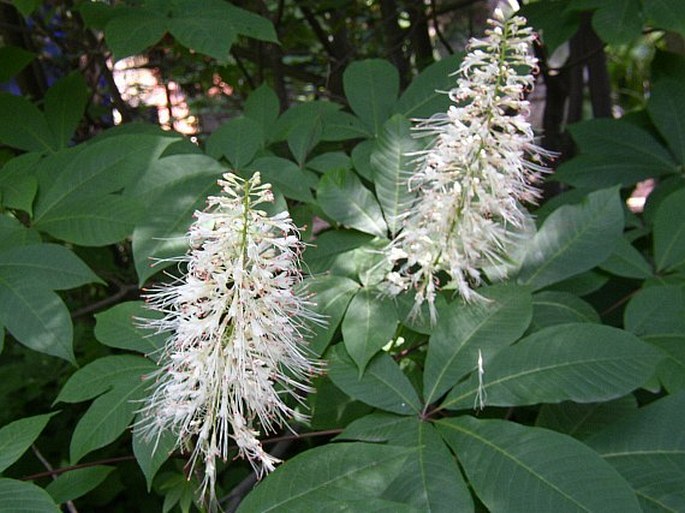 Aesculus parviflora