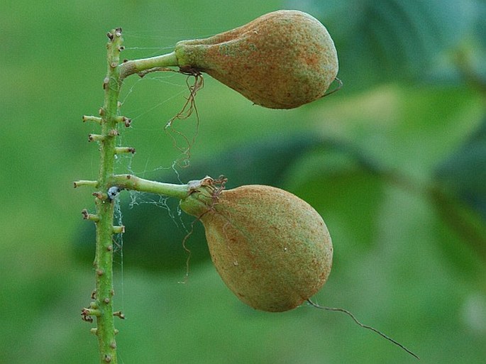 Aesculus parviflora