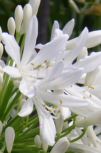 Agapanthus praecox