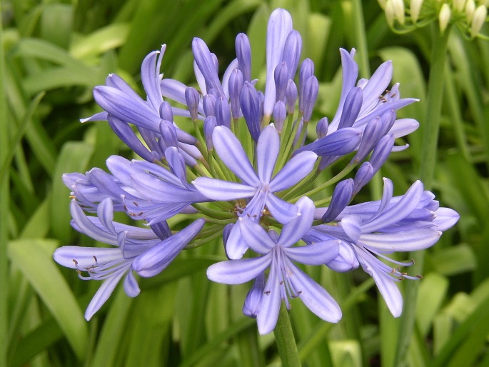 Agapanthus praecox