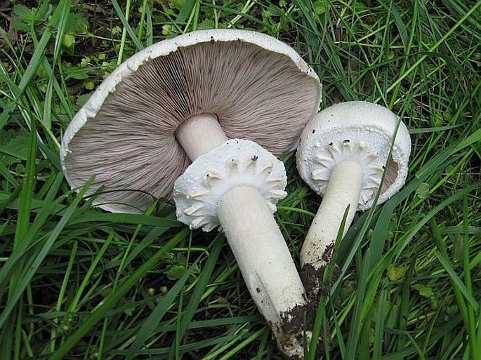 Agaricus arvensis