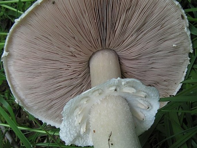 Agaricus arvensis