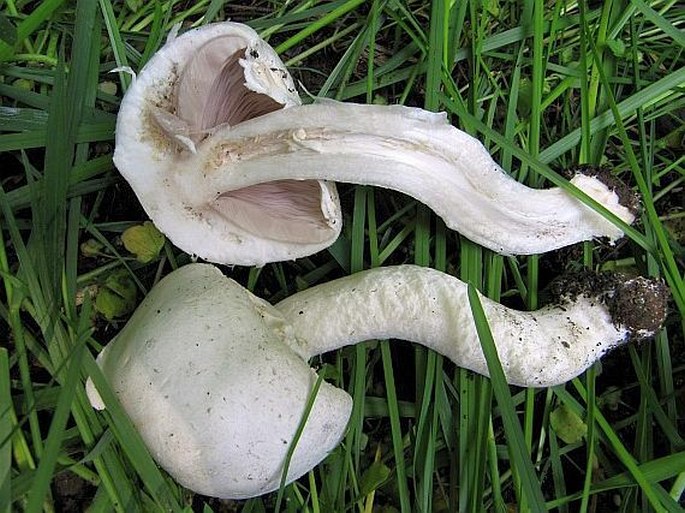 Agaricus arvensis