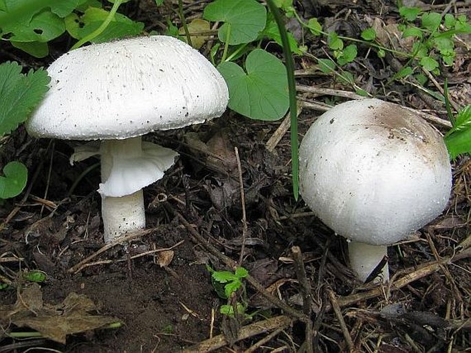 Agaricus arvensis