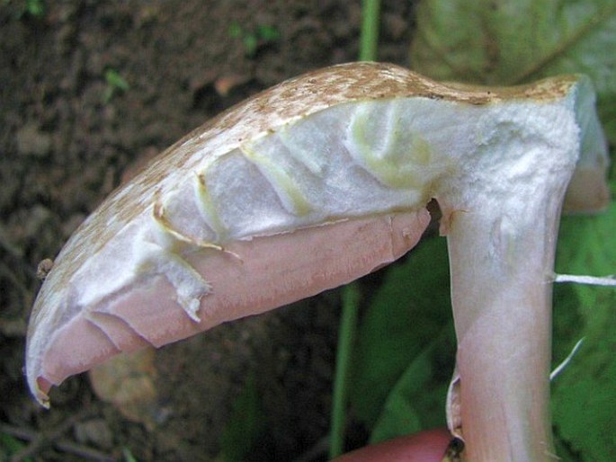 Agaricus phaeolepidotus