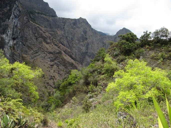 Agarista salicifolia