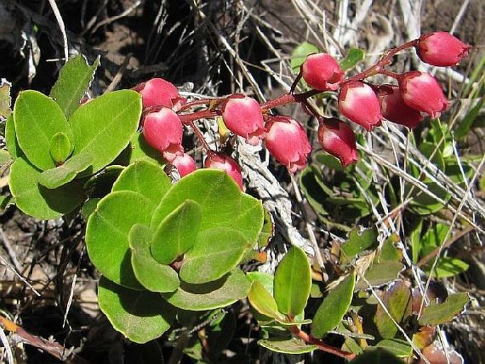 AGARISTA BUXIFOLIA G. Don