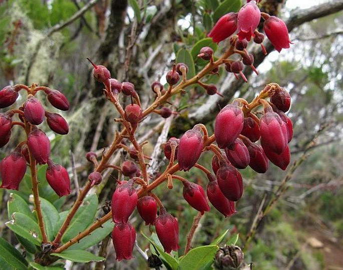 Agarista buxifolia