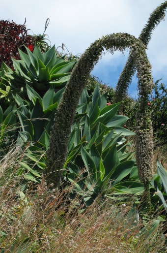 Agave attenuata