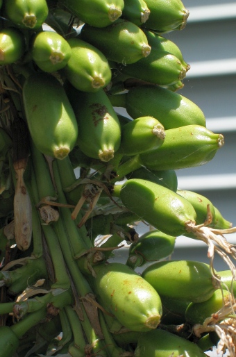 Agave attenuata