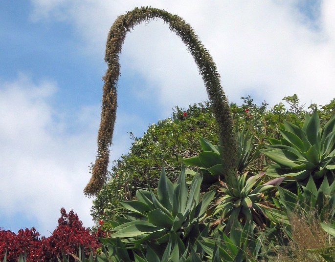 AGAVE ATTENUATA Salm-Dyck – agáve