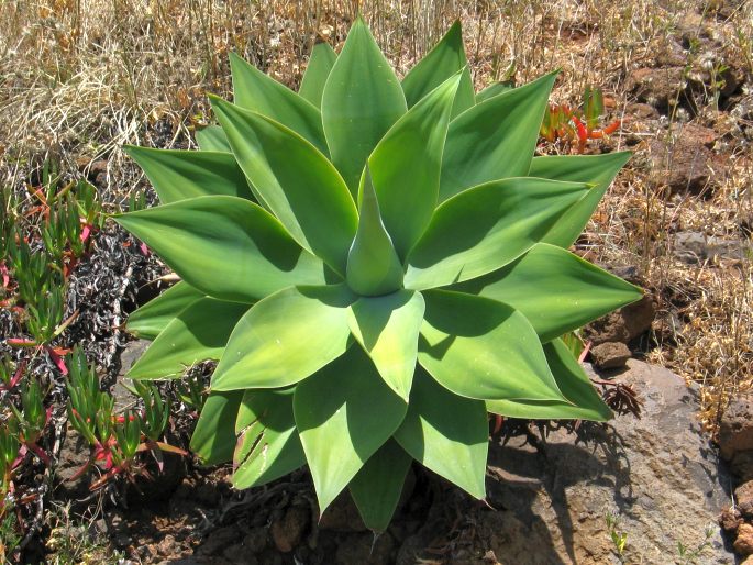 Agave attenuata