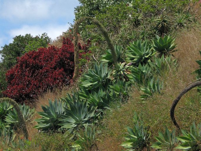 Agave attenuata