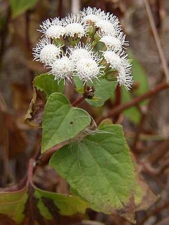 Ageratina adenophora