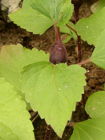 Ageratina adenophora