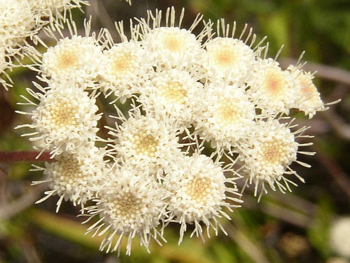 AGERATINA ADENOPHORA (Spreng.) R. M. King et H. Rob. – nestarka