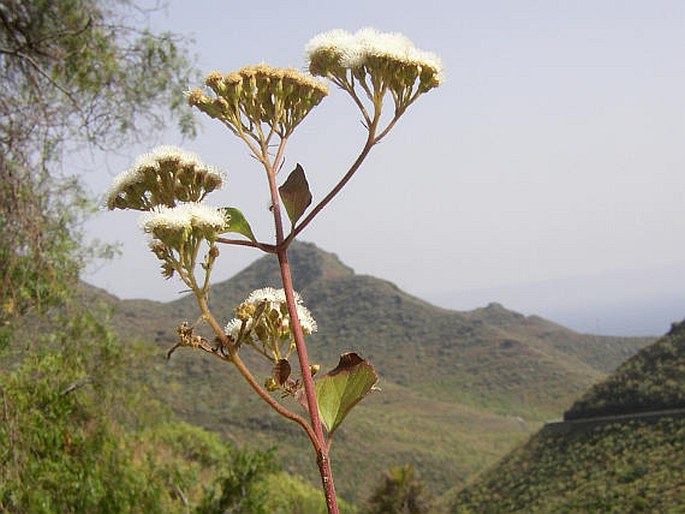 Ageratina adenophora