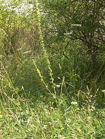 Agrimonia eupatoria