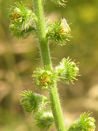 Agrimonia eupatoria