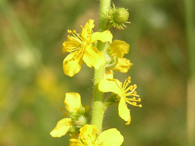 AGRIMONIA EUPATORIA L. – řepík lékařský / repík lekársky