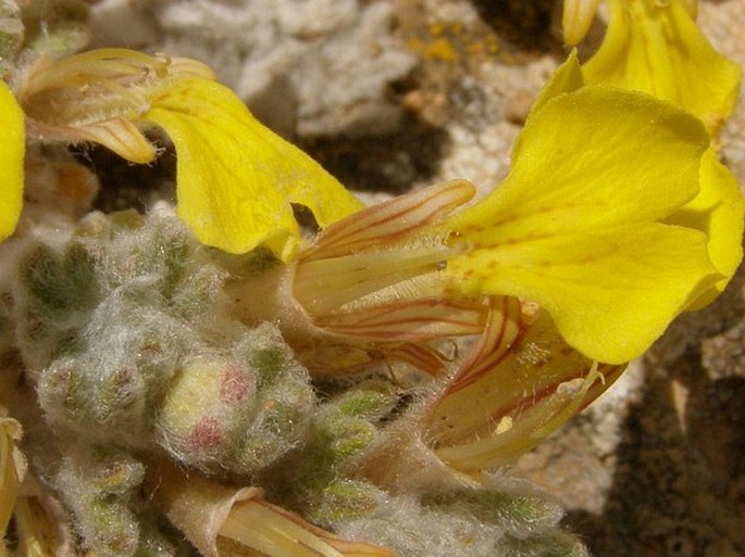 Ajuga bombycina