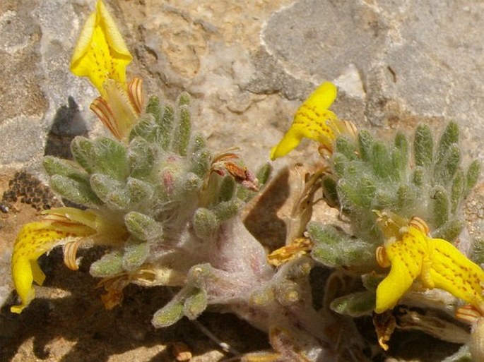 Ajuga bombycina