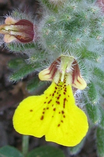 Ajuga chamaepitys subsp. chia