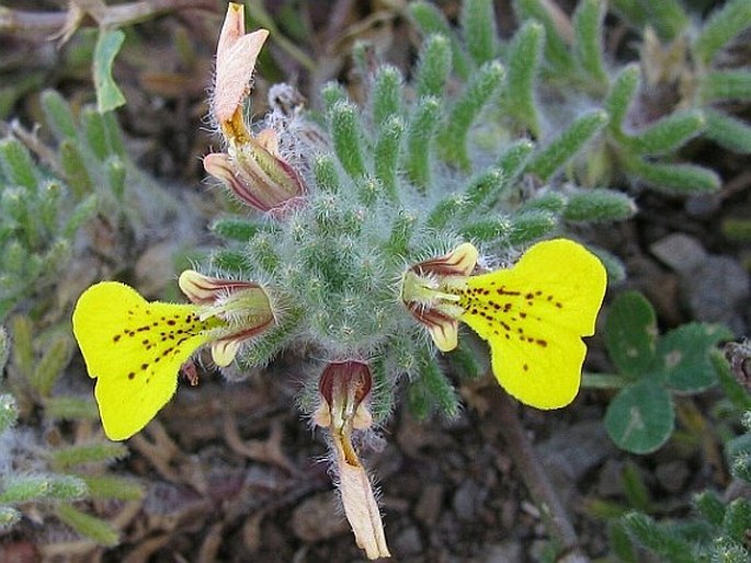 AJUGA CHAMAEPITYS subsp. CHIA  (Schreb.) Arcang. – zběhovec / zbehovček