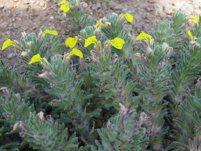 Ajuga chia