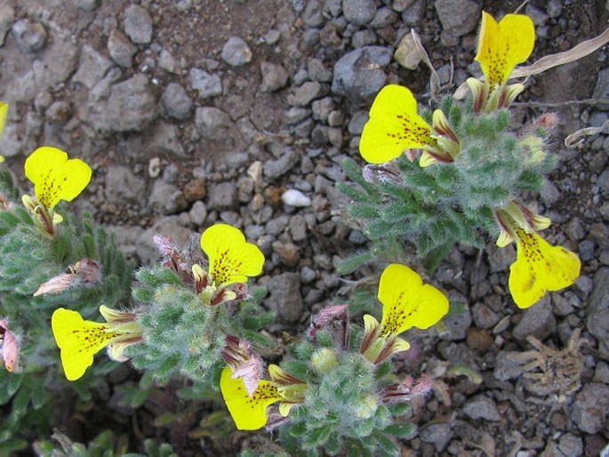 Ajuga chamaepitys subsp. chia