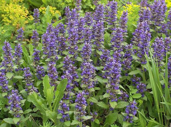 AJUGA GENEVENSIS L. – zběhovec lesní / zbehovec ženevský