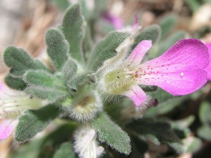 AJUGA IVA (L.) Schreb. – zběhovec yva / zbehovček