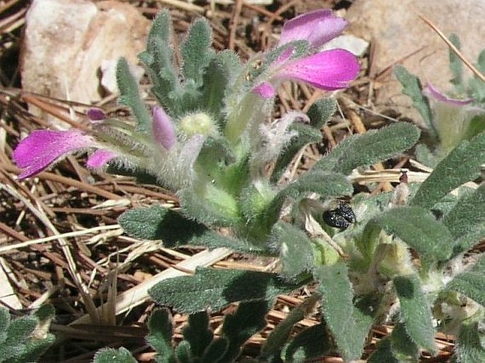 Ajuga iva