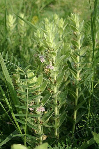 Ajuga laxmannii