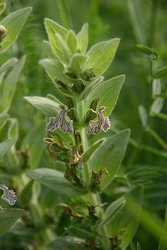 Ajuga laxmannii