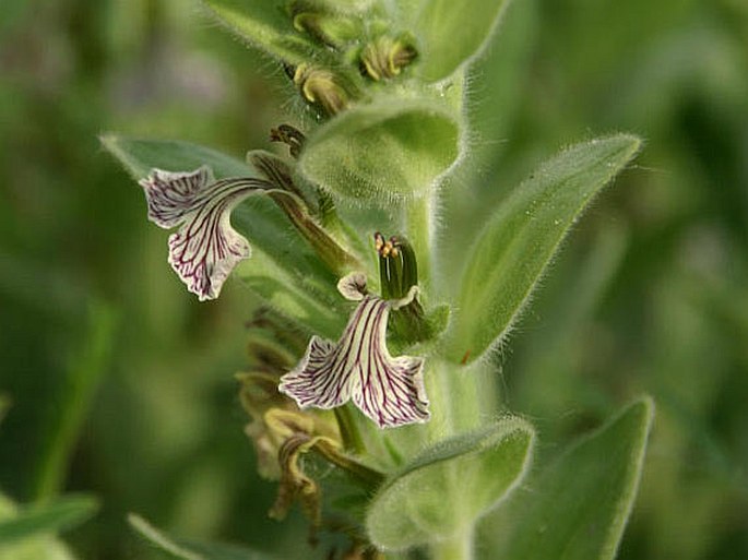 AJUGA LAXMANNII (L.) Benth. – zběhovec Laxmannův / zbehovec Laxmannov