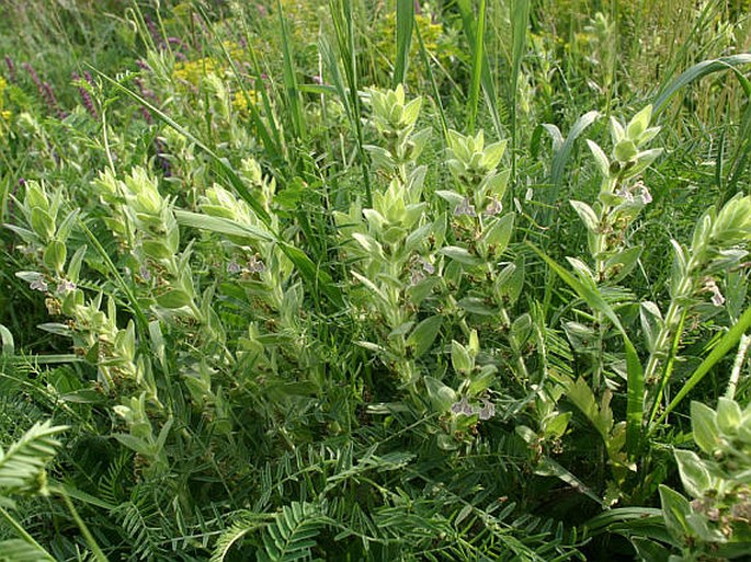 Ajuga laxmannii