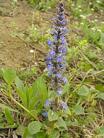 Ajuga reptans